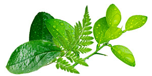 Plant-Based Enzymes